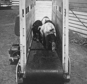 PIGS ON TREADMILL