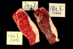 vitamin E fed beef maintains color