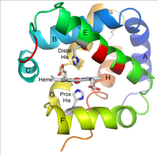 A molecular representation of heme.