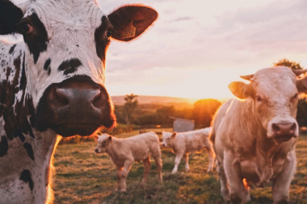 Several cattle stand in a pasture while the sun sets in the background.