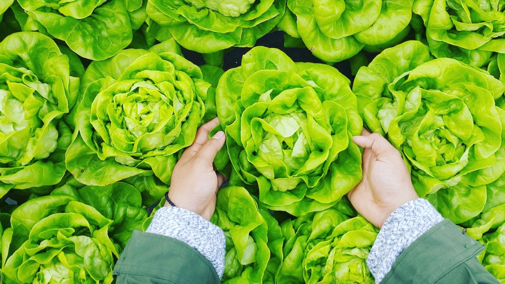 A view into a bin of heads of lettuce with a pair of hands picking up one of the heads of lettuce.