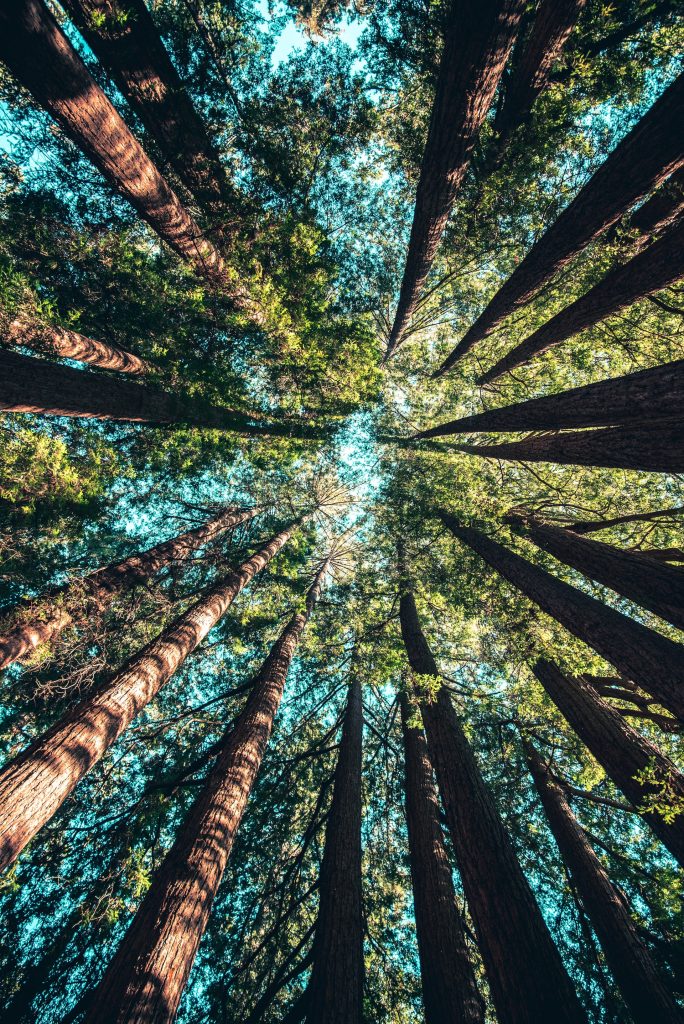A view looking up at the sky surrounded by trees.